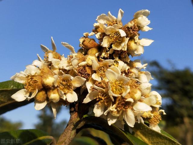 枇杷花 枇杷花(枇杷花圖片) 創業知識庫