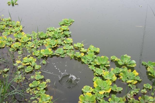 浮萍对水产养殖有什么危害？怎么处理浮萍，除草剂效果不错3