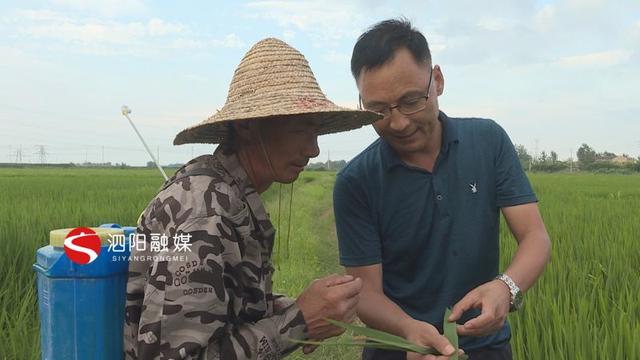 泗阳：水稻抽穗扬花期病虫害防治要紧跟2