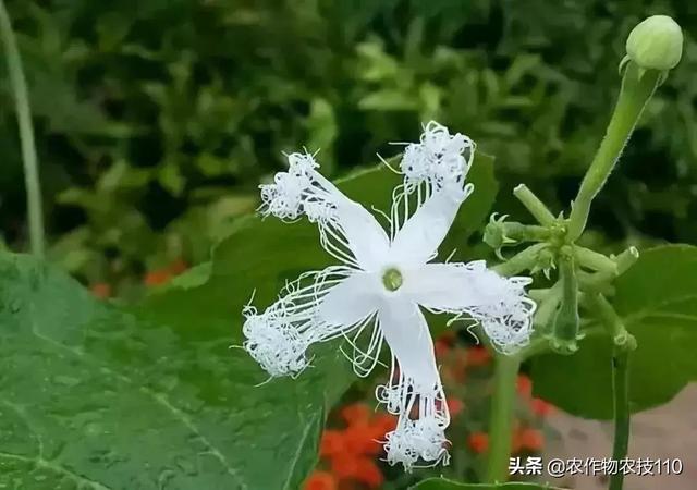 远看像蛇，近看似瓜，切开是葫芦，到底是个啥？7