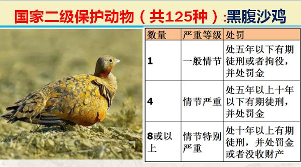 国家二级保护动物