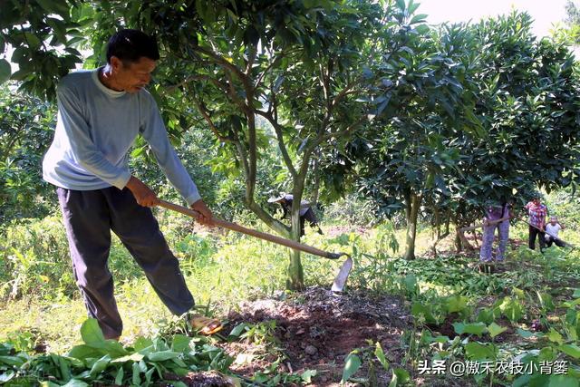 果树秋季底肥要早施：什么时间施肥、怎样施肥的效果最好？4