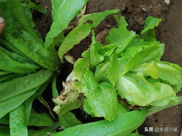 春季多雨，茂盛莴笋现低温高湿型病害？叶子异常斑点，早摘叶拔株2