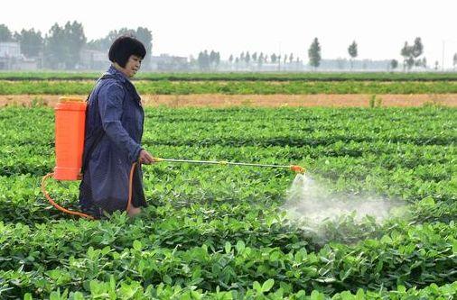 分享一种很好用的控旺剂，花生、大豆、红薯都能用，效果好还防病