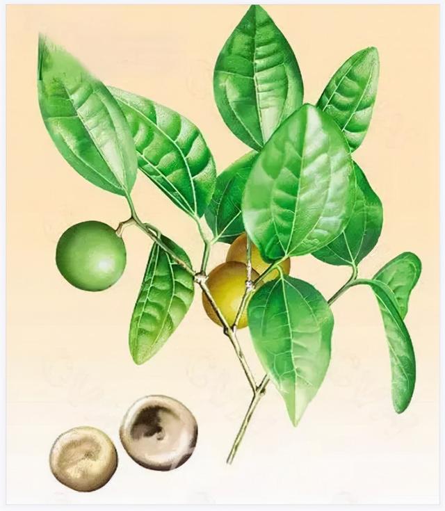 治腰痛，赶走风、寒、湿，这几味中药，为爸妈收藏