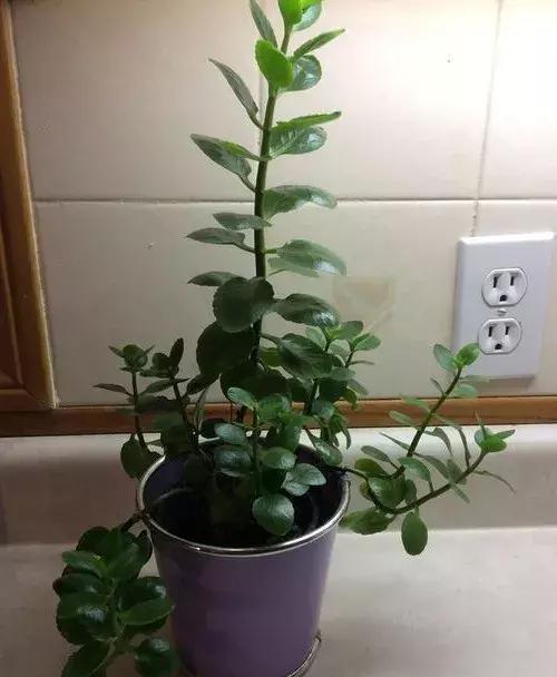 植物矮壮素