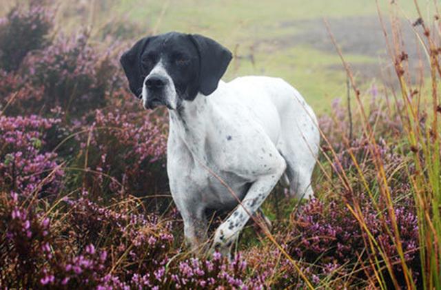 石家庄禁养大型犬的区域范围(长沙犬种禁养名单)