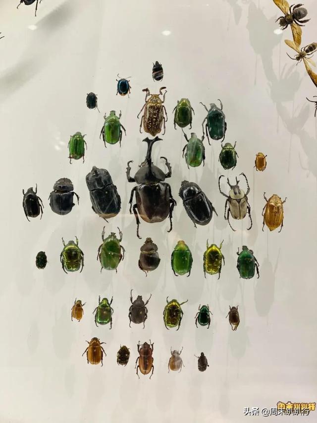 亲子打卡！科学探索，细菌好有趣啊，参观1000+件标本