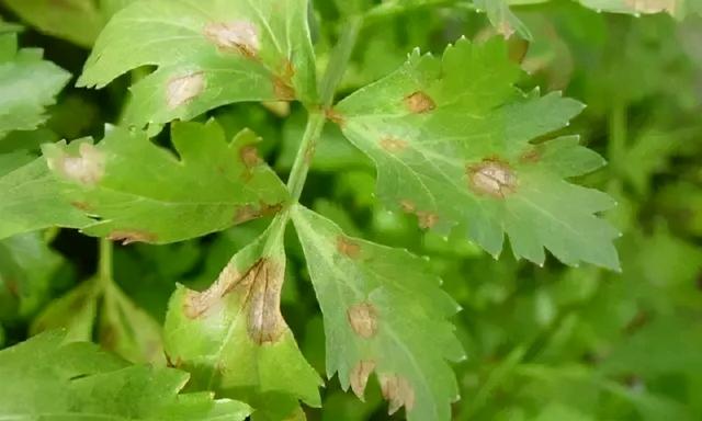 种植芹菜发生3病3虫怎么办？了解症状及规律，科学防治才能效果好3