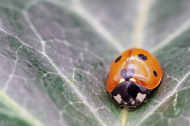 青菜生虫子不打药用什么方法？6大类方法任你选，有虫眼怕啥？2