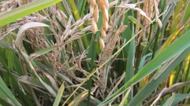 水稻破口前合理用药防治稻曲病和稻瘟病，不要单用己唑醇兼治