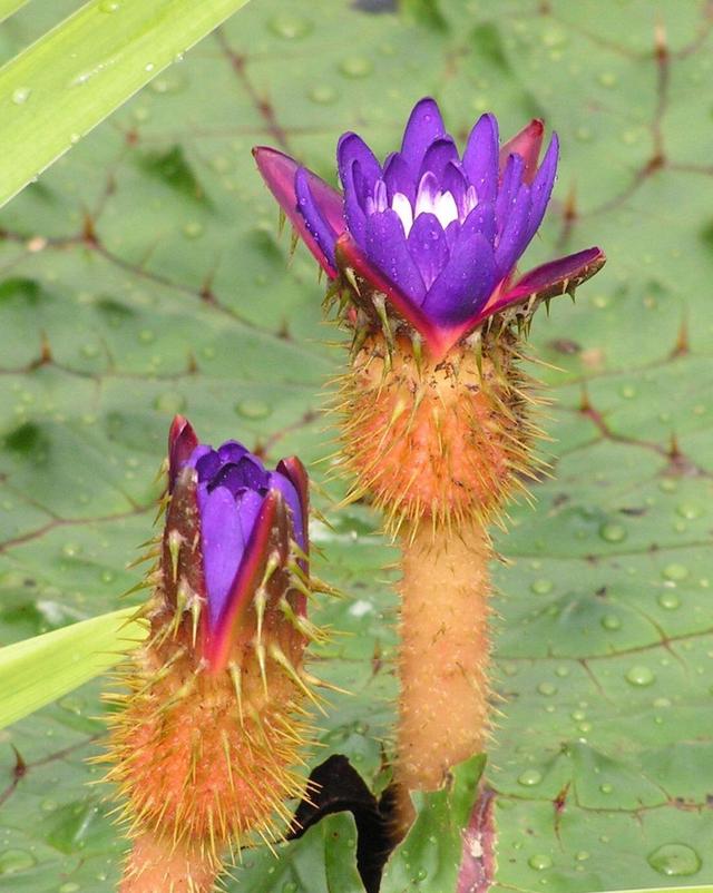 芡实茎