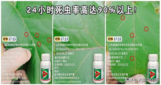 恶性蓟马“大杀器”！前打后死！虫卵兼杀！24小时死虫率高达90%14