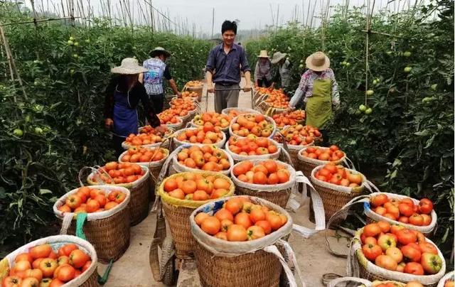 都在说芸苔素，到底是啥作用？怎么用呢？5