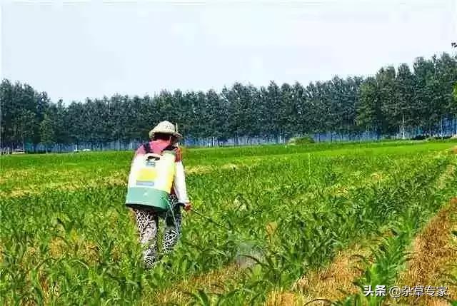 “万能除草剂”百草枯的替代品，每亩省20多元2