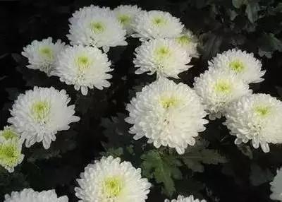 50种浪漫鲜花花语大全 50种浪漫鲜花花语大全（50种浪漫鲜花花语大全图片） 生活