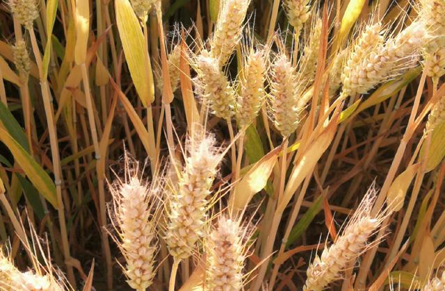 小麦为何大面积死穗？常见原因有哪些？农户们如何应对？
