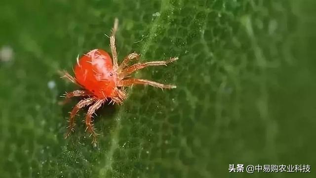 芦荟常见9种病虫害防治办法！雨后及时排水，降低土壤湿度！8