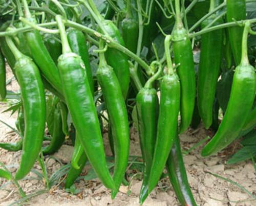 辣椒种植，可以提高辣椒产量的几种调节剂，如何使用教会大家3
