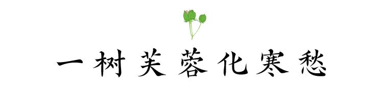 芙蓉花开 芙蓉花开（芙蓉花开花特点） 生活