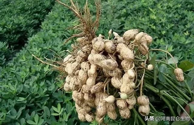 花生三遍药什么时候打？花生在什么时候施叶面肥？花生高产三遍药4