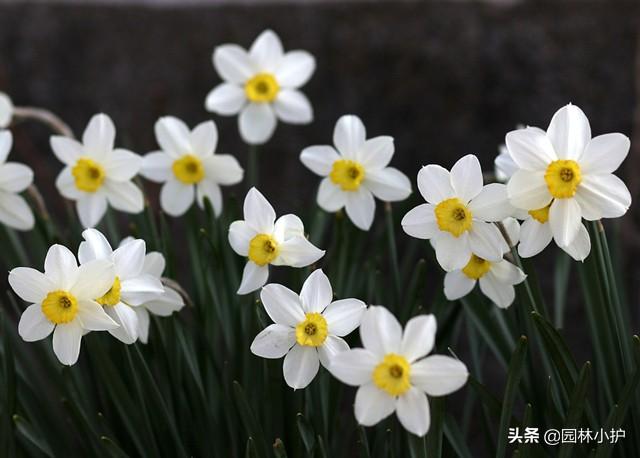 水仙花有毒吗