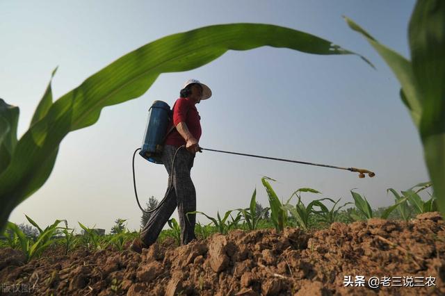 除草剂怎么用？什么时间用？记住这个简单办法，亩收1000斤不发愁4