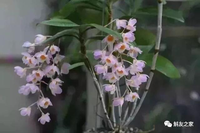 石斛种类 石斛种类（石斛种类有哪些） 生活
