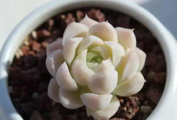 多肉植物图谱 多肉植物图谱
