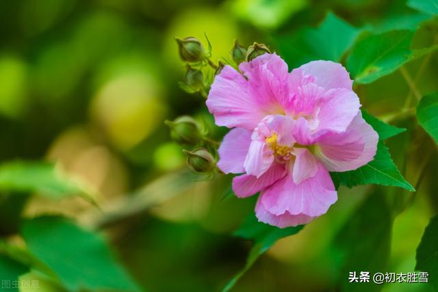 木芙蓉 木芙蓉（木芙蓉花语） 生活