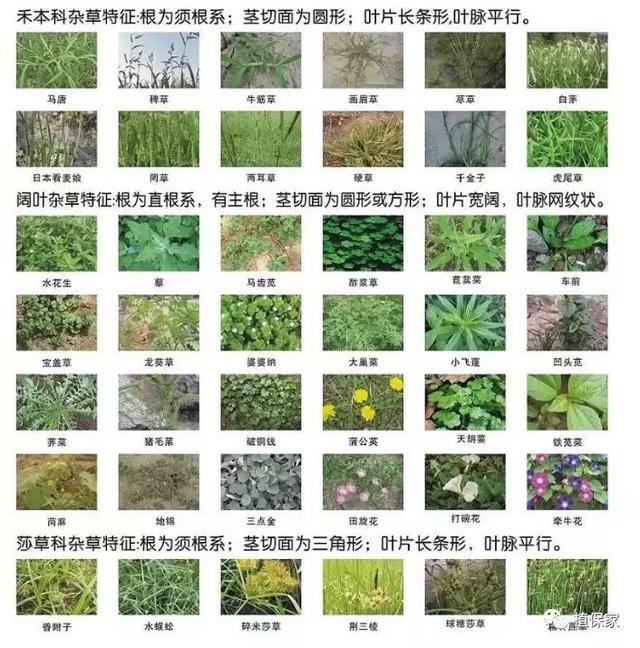 高清杂草图谱，禾本、莎草、阔叶杂草，一次全认识了2