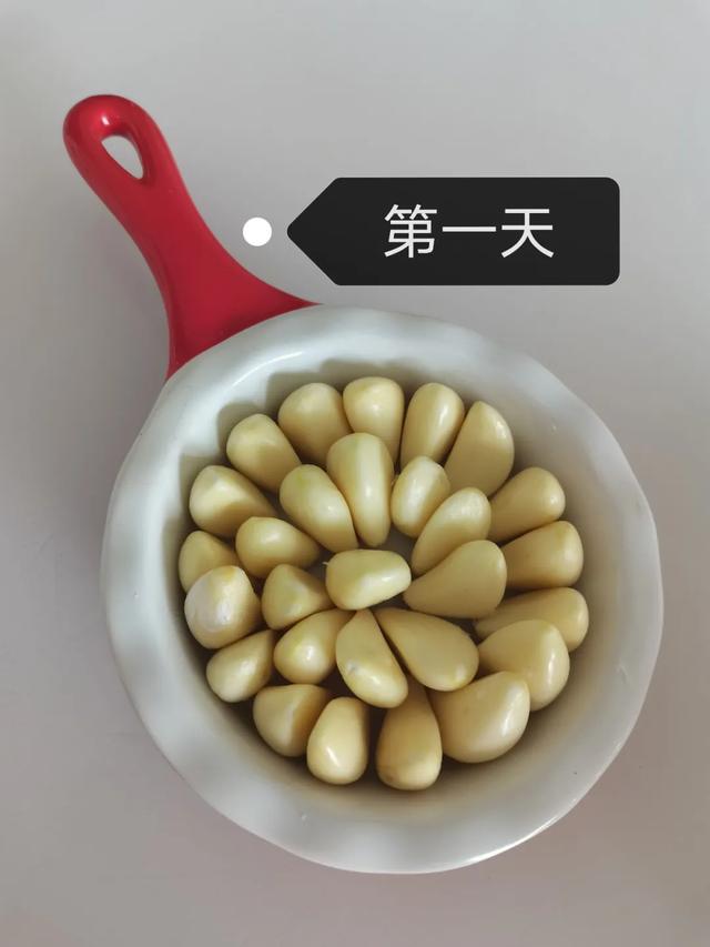 蒜苗的生长过程观察日记