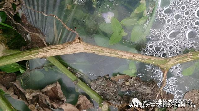 噻菌铜最全复配配方详解8