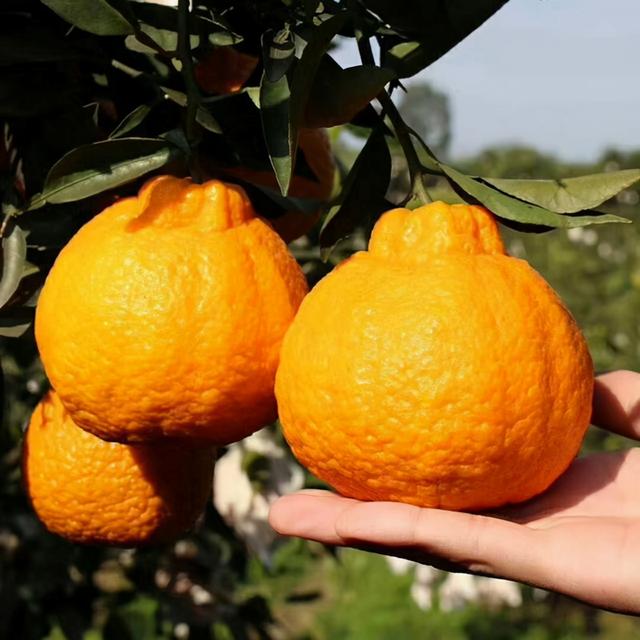 提醒：肝不好的人，这几种水果可以多吃点，或能帮助修复肝功能