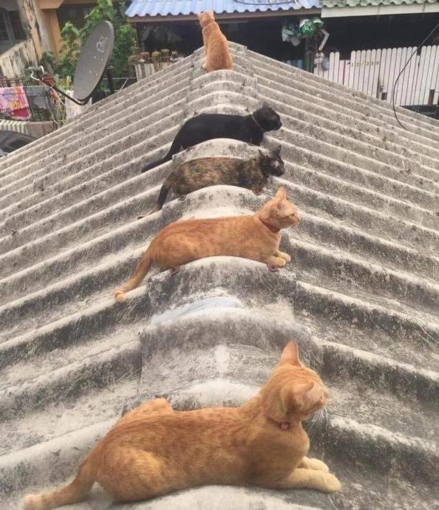 猫图片