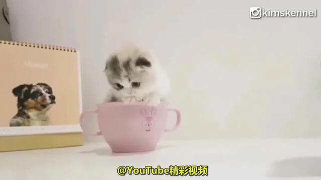 茶杯猫的图片