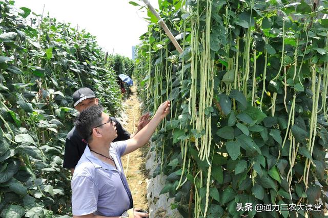 豆角忌追施什么肥料，豆角高产要重视3个时期追肥，花序多产量高