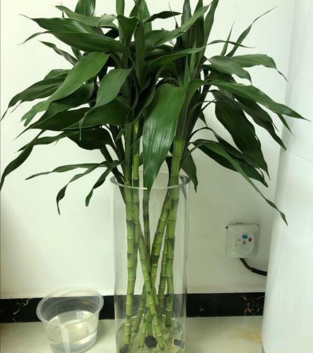 富贵竹叶子发黄 富贵竹叶子发黄（富贵竹叶子发黄怎么处理怎么补救） 生活
