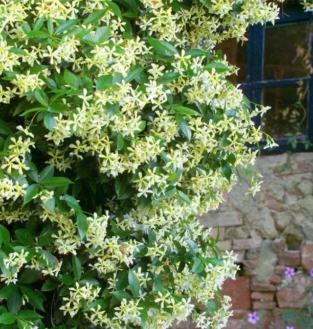 木香花为什么不能种