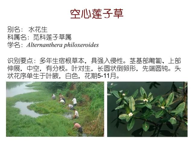 水生植物种类 水生植物种类（水生植物100种） 生活