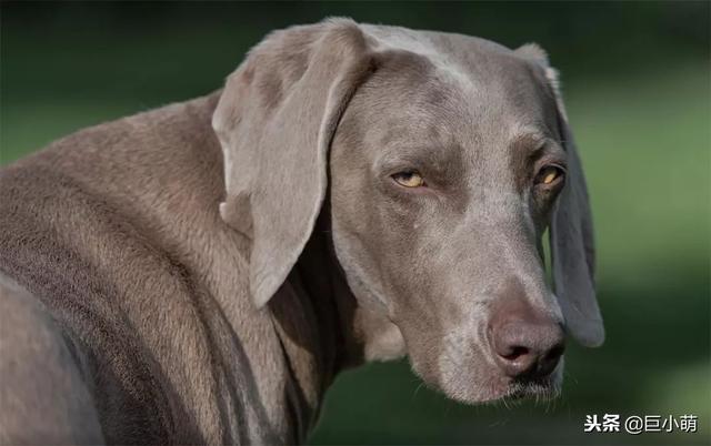 威玛猎犬 威玛猎犬（威玛猎犬多少钱一只） 动物