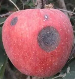 苹果炭疽病的田间症状及药剂防治适期2