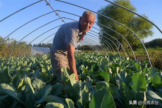 花椰菜进入结球期，易发生一种顽固病害，提前预防有技巧3