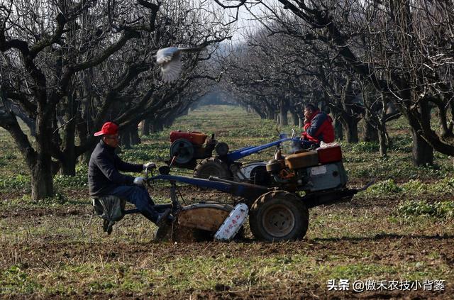 果树全年有三次施肥黄金期，施肥的时间、种类、方法和原则告诉你4