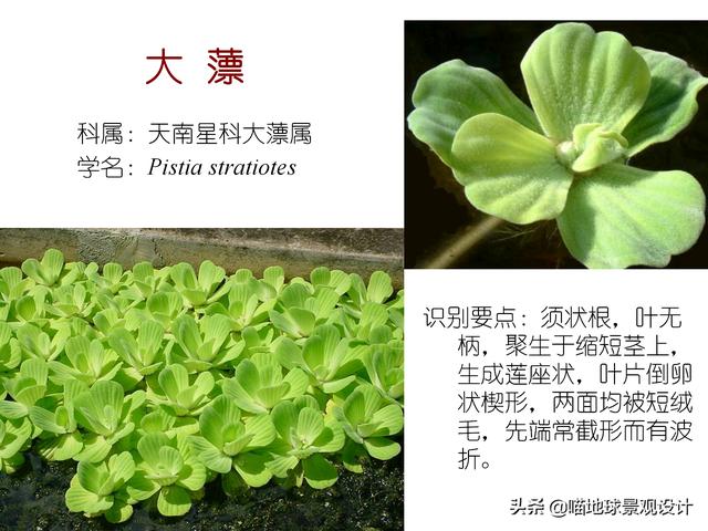 常见水生植物 常见水生植物（珠江口常见水生植物） 生活