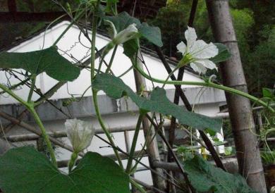 葫芦种植施肥很重要，不同生长期，施肥种类需要把握好2