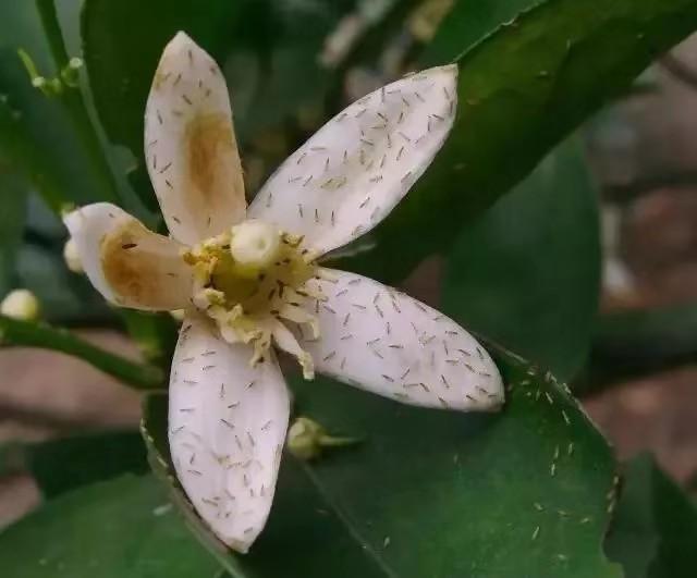 蓟马、粉虱不好治？小虫虽小，危害极大，方法用对，事半功倍7