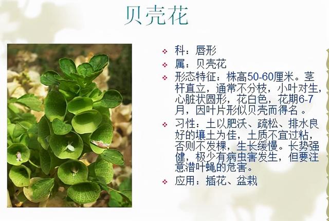 观花植物 观花植物（木本观花植物） 生活