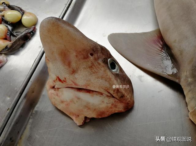 淡水鲨鱼多少钱一斤图片