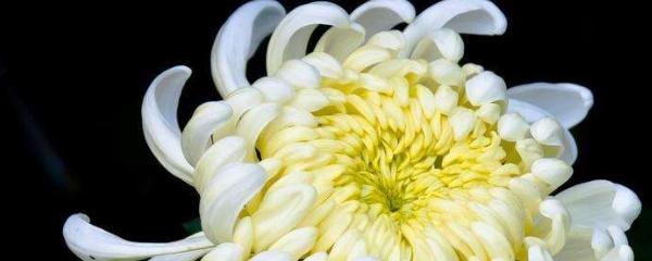 菊花的栽培